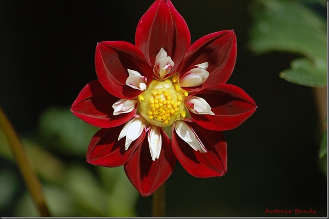 3 DSC_7373x1