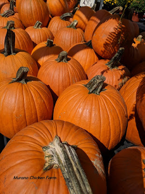 pumpkins for chicken feed