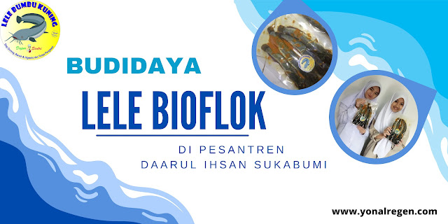 budidaya lele bioflok