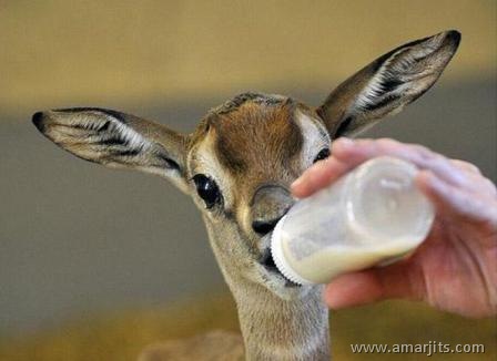 Funny-Pics-amarjits-com (10)