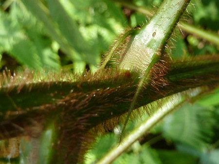 P1020514