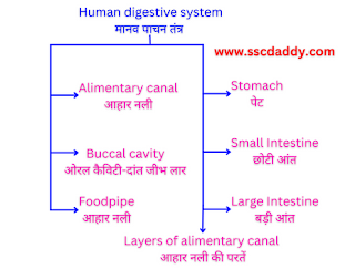 Human Digestive System in Hindi