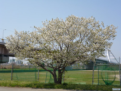 桜