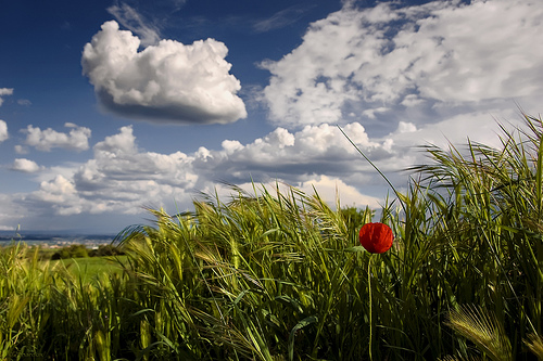 wallpaper pictures of spring. wallpaper spring nature.