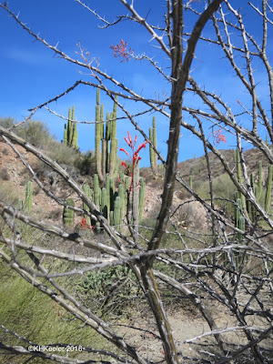 Fouquieria diguetii