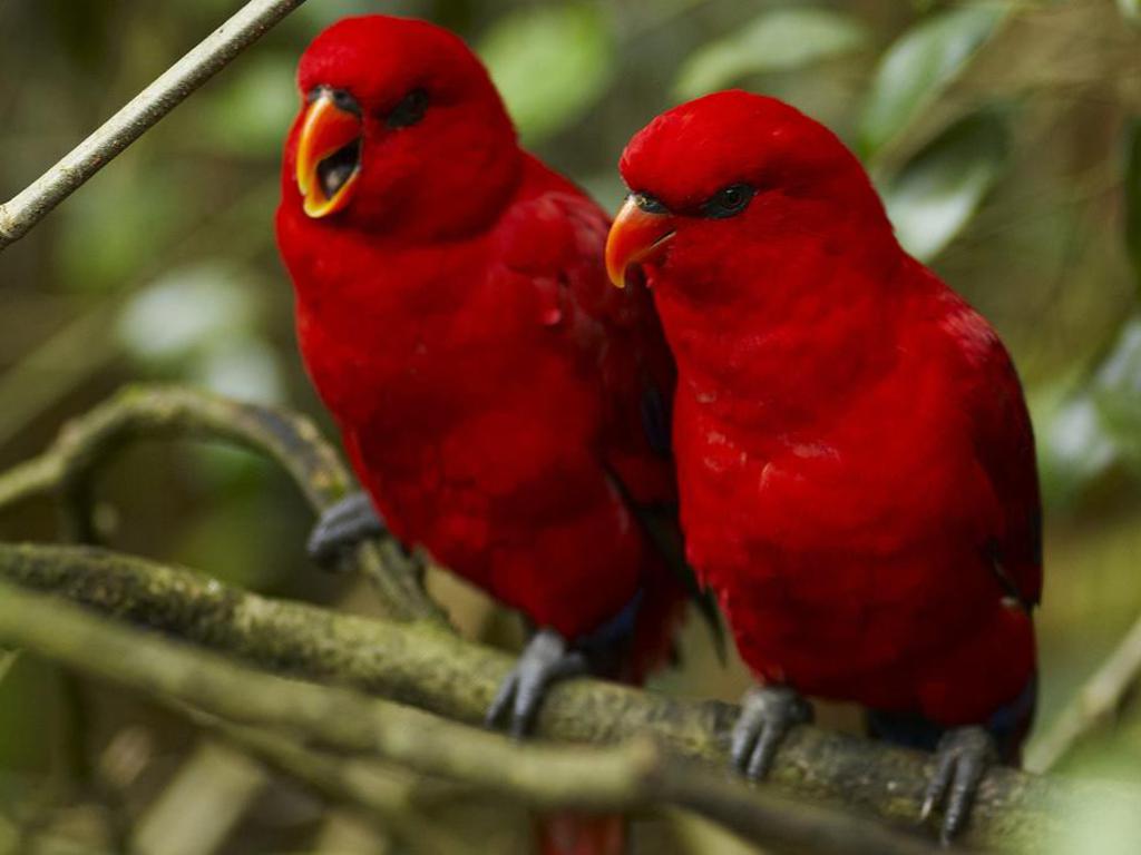 Blood red parrots keeping each other company and sharing the love in 