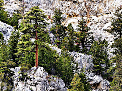 Baum auf Felsen