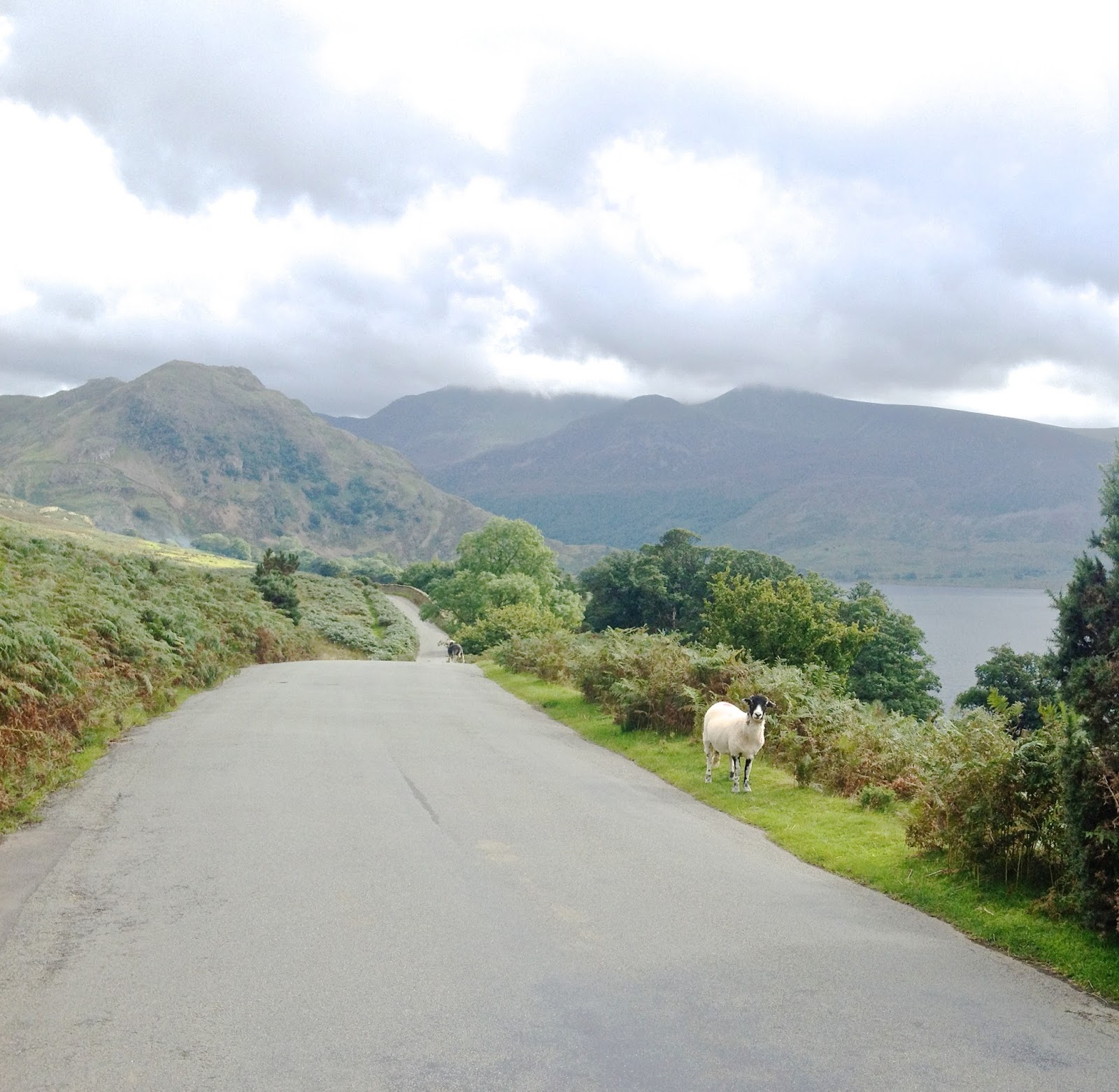 The lake district, lake district, family first holiday, peace, stunning views, windermere, buttermere lake,sheep