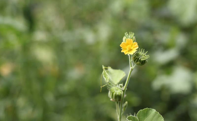 Indian Mallow Flowers