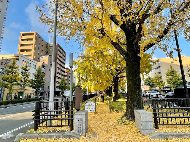 京都銀杏 堀川