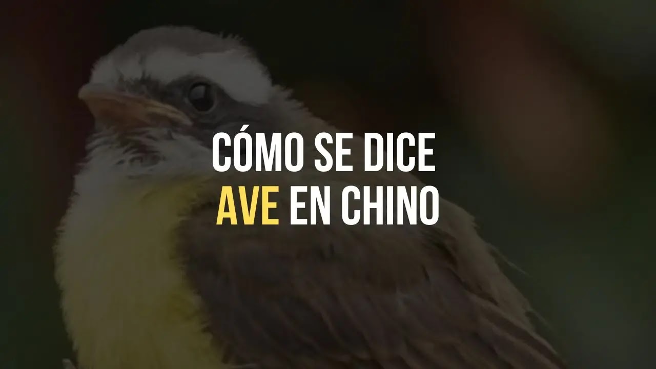 ¿Cómo se dice ave en chino?