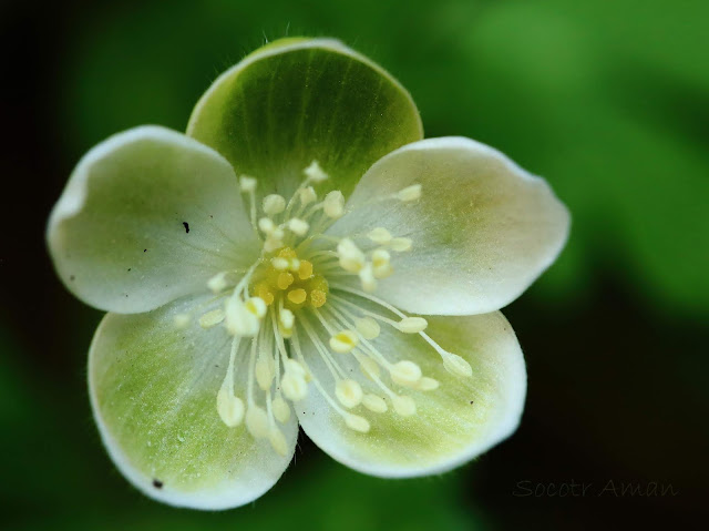 Anemone flaccida