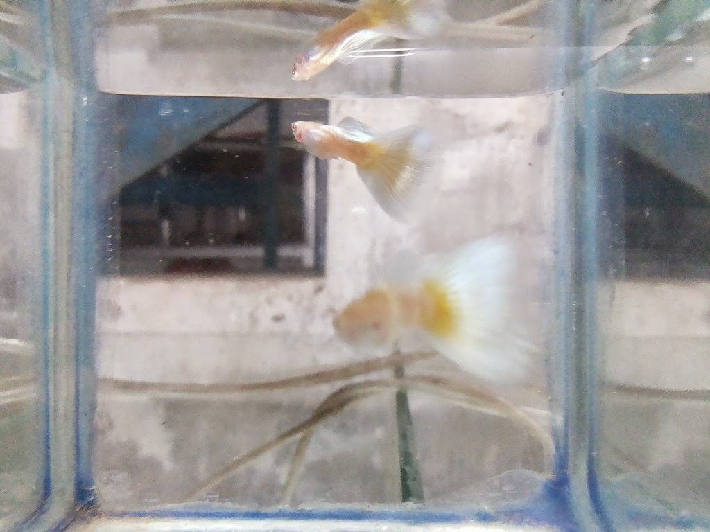 Guppy Import, Full Red , HB Black , HB Blue, Blue Mosaic ,Red Lace , Platinum Gold, Ikan Murah, Ikan Hias