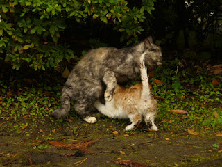 雨に濡れても、絆は深い親子猫 乳飲み子は必死