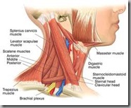 neck muscles1