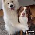 Adorable Fluffy Samoyed Dog Loves To Hug Her Sister