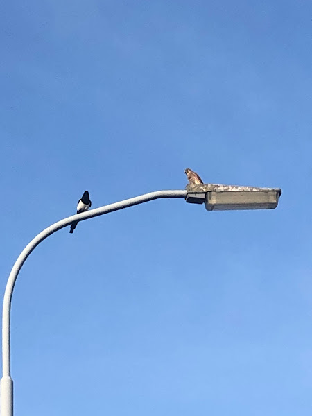 Vogels op lantaarnpaal