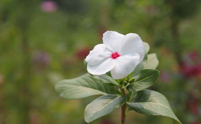 Vinca Flowers Pictures