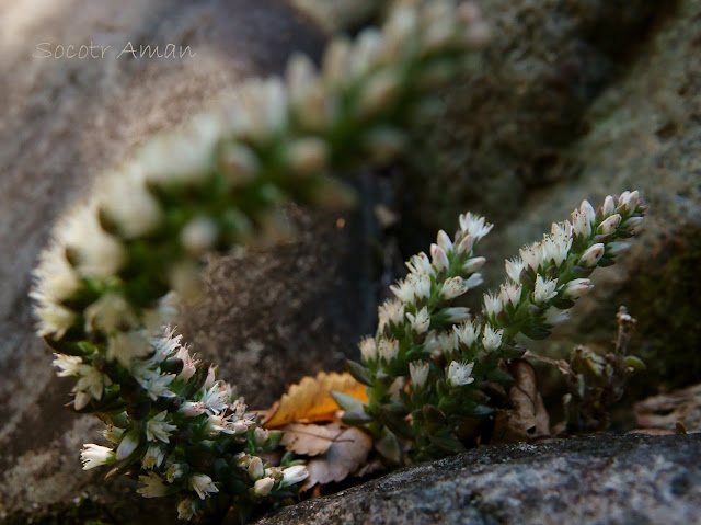 Orostachys japonica