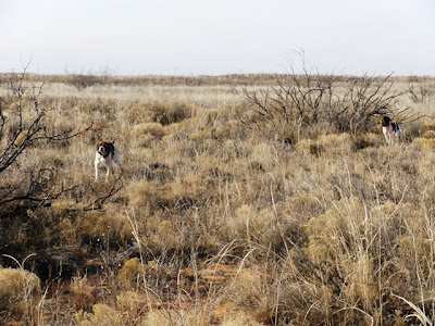 bird dogs and bird hunting