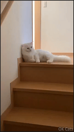 Funny Cat GIF • Lazy liquid cat going downstairs in a liquid way [ok-cats.com]