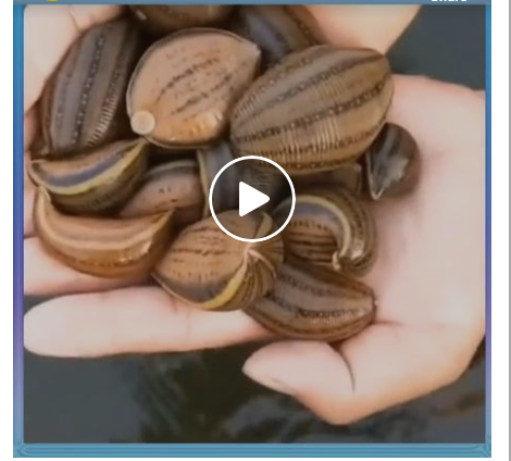 Best food ( leech)
