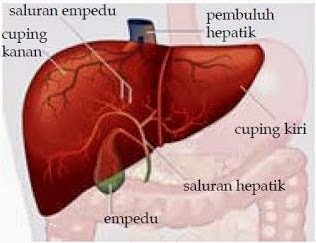 Organ Sistem Ekskresi Pengeluaran Pada Manusia Pintar 