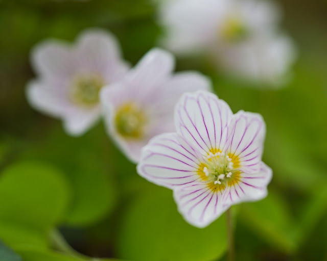 Waldsauerklee (Oxalis acetosella)