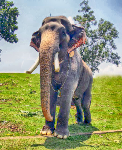 Kerala Elephants Images