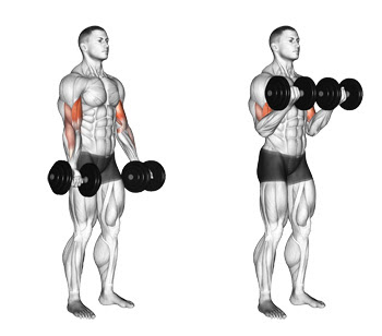 3- Dumbbell Curl