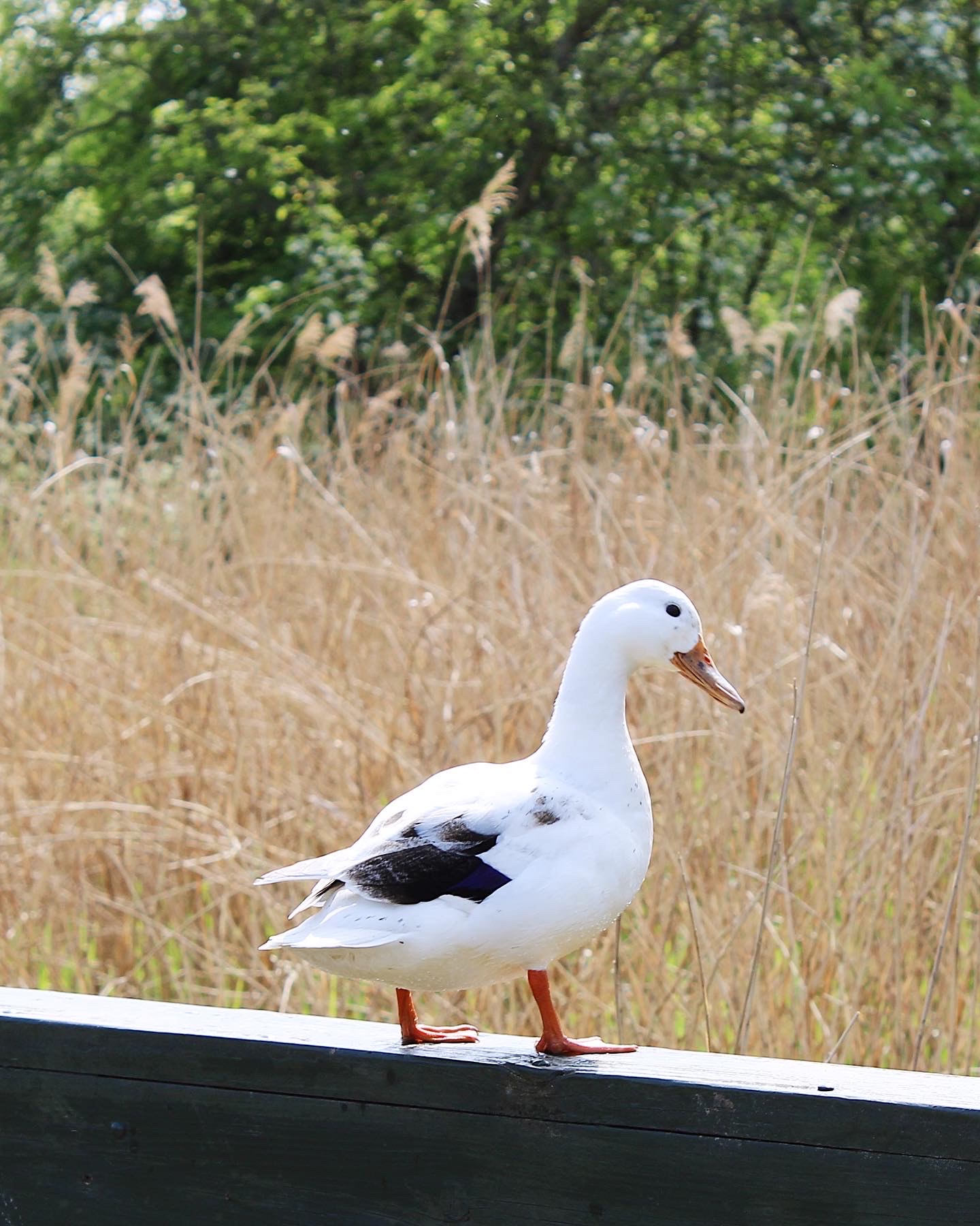 A white and black duck perched on a fence in front of reeds.