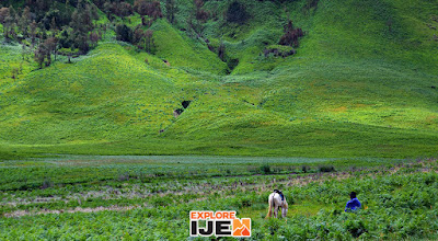 bukit teletubbies atau savana bromo