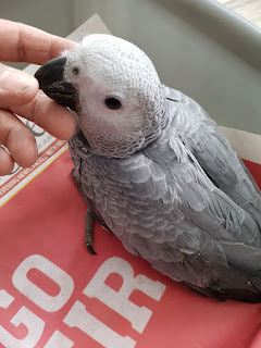 Cuddly Tame Hand-reared Baby African Grey Parrots