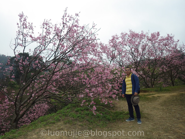 Royal Dragon Sakura Forest cherry blossoms