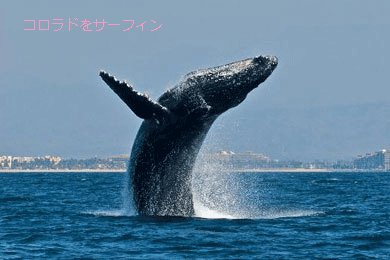 標高1600ｍ アメリカ在住空手女子のブログ メキシコ 7 鯨のブリーチングを見る