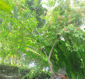 Cinnamomum, the tree that produces cinnamon