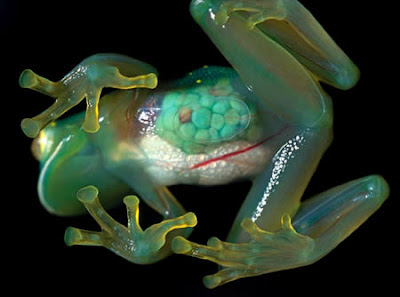 10 amazing transparent animals on earth