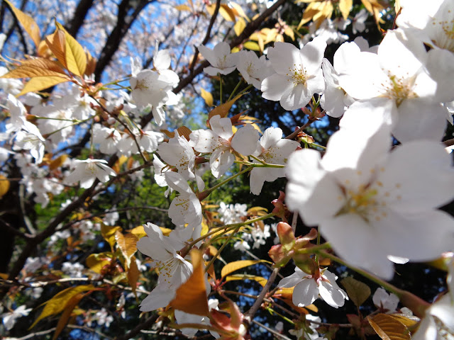 むきばんだ史跡公園の山桜