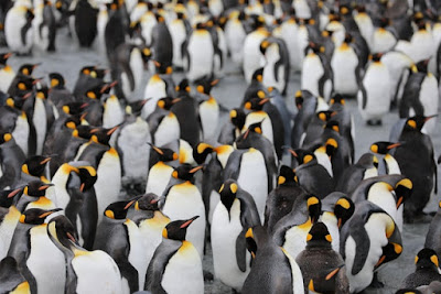 Emperor Penguins thinking about getting organized. Source: Martin Wettstein on Unsplash - https://unsplash.com/photos/4CVMWrWh3xU