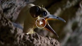 These Ancient Birds Have Been Around for 44 Million Years | Africa | BBC Earth