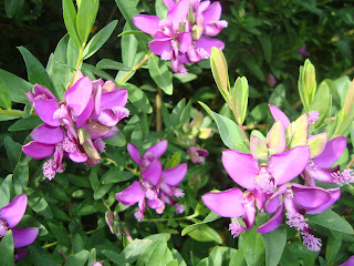 Flores que crecen rápido en nuestro jardín