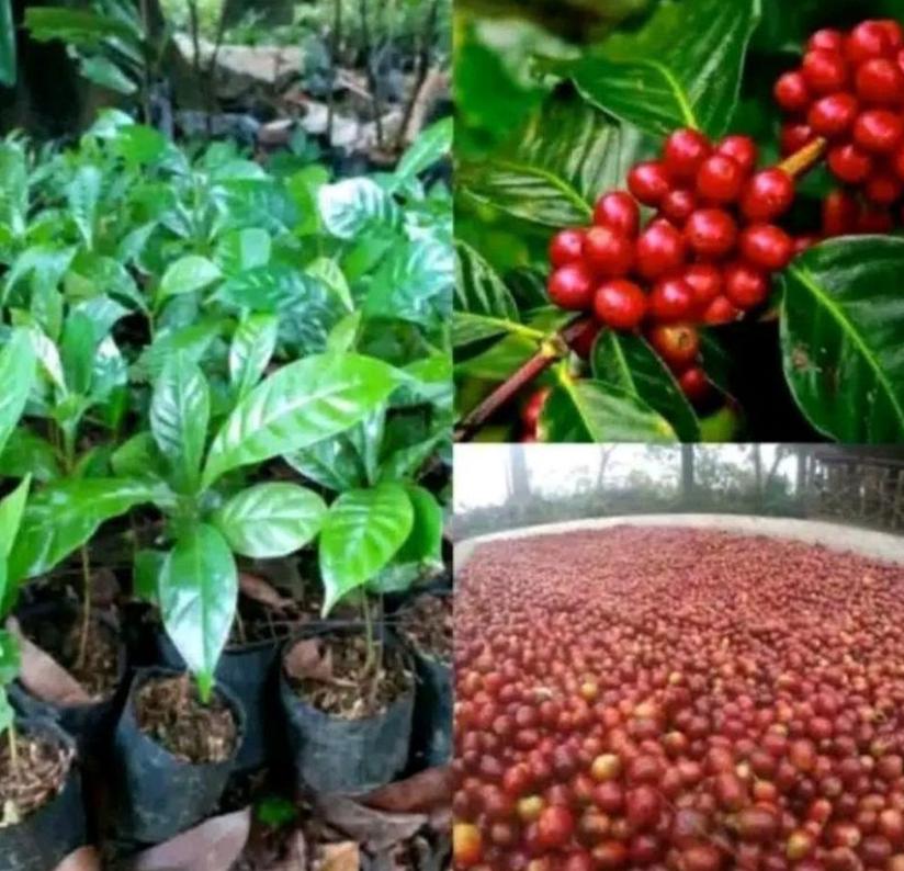 bibit kopi arabika bibit pohon ungul Sumatra Selatan
