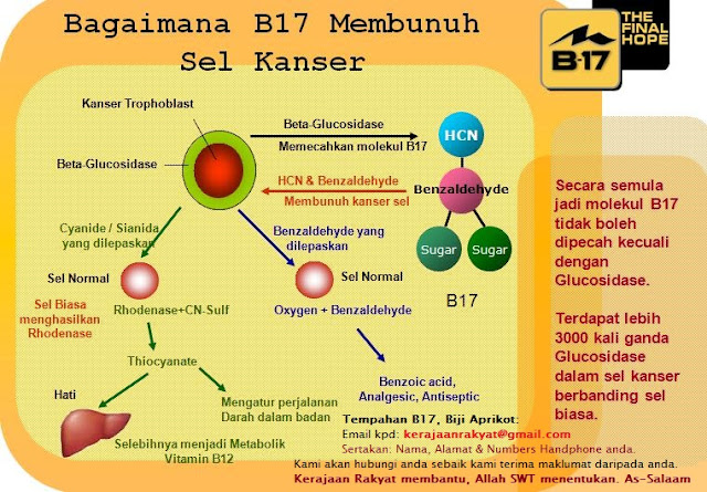 BAGAIMANA BIJI APRIKOT (VITAMIN B17) MEMBUNUH SEL KANSER?