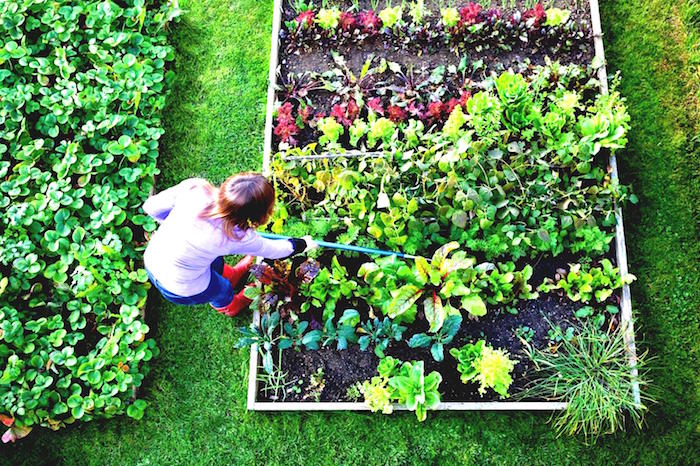 Berkebun ternyata Bisa Atasi Cemas atau Stres, Ini Tips Melakukannya, naviri.org, Naviri Magazine, naviri majalah, naviri