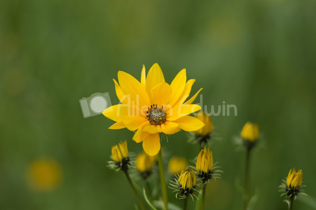 A yellow flower and flower buds