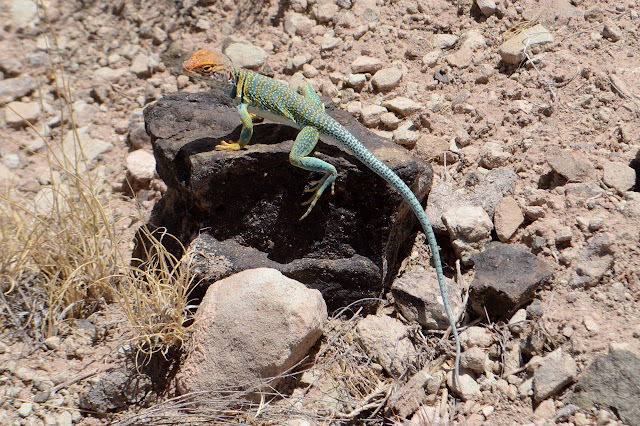 orange and green reptile