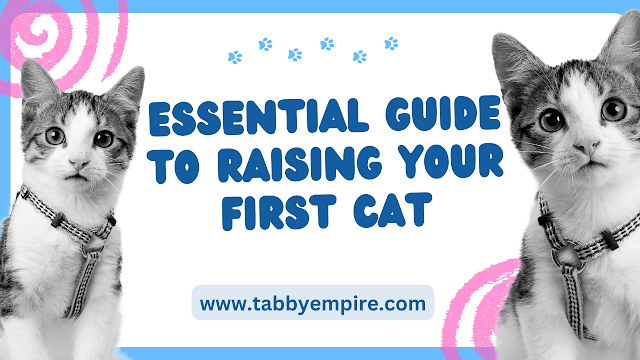 Essential Guide to Raising Your First Cat
