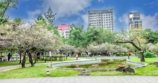 台北中山榮星花園梅花水池賞花好去處，綠草坪、遊戲場還有游泳池