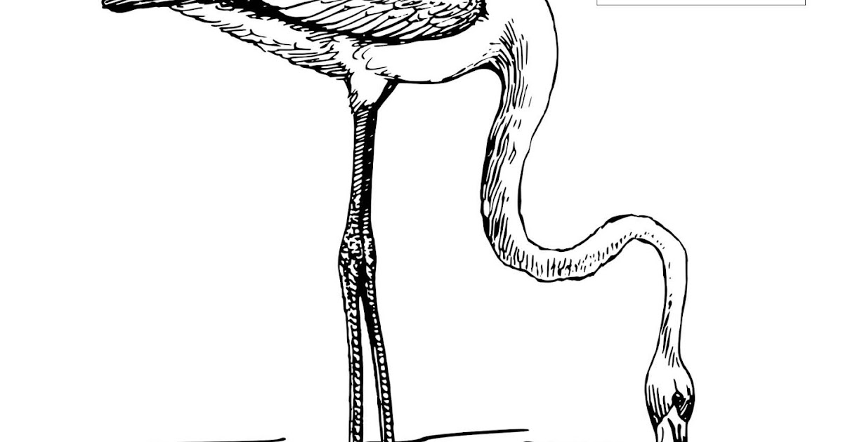 Menebalkan Huruf F dan Mewarnai Gambar  Flamingo 