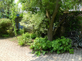 Toronto Wychwood Backyard Spring Cleanup After by Paul Jung Gardening Services--a Toronto Gardening Services Company